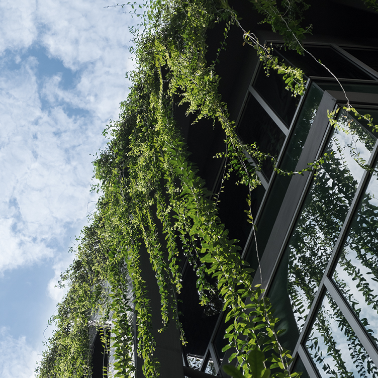 Exterior building view looking up of living, green wall.